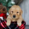 Image of Kristoff, a Golden Retriever puppy