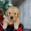 Image of Kristoff, a Golden Retriever puppy