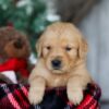 Image of Kristoff, a Golden Retriever puppy