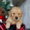 Image of Kristoff, a Golden Retriever puppy