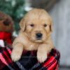 Image of Kristoff, a Golden Retriever puppy