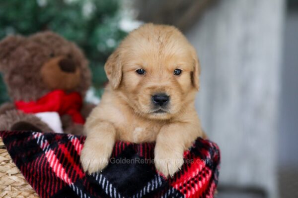 Image of Kristoff, a Golden Retriever puppy