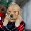 Image of Kristoff, a Golden Retriever puppy