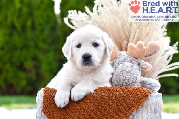 Image of Lemon, a Golden Retriever puppy