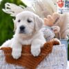 Image of Mango, a Golden Retriever puppy