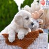 Image of Mango, a Golden Retriever puppy