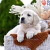 Image of Mango, a Golden Retriever puppy