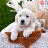 Image of Mango, a Golden Retriever puppy