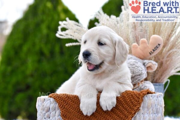 Image of Mango, a Golden Retriever puppy