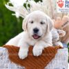 Image of Mango, a Golden Retriever puppy