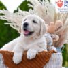 Image of Mango, a Golden Retriever puppy