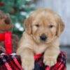 Image of Merry, a Golden Retriever puppy