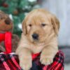 Image of Merry, a Golden Retriever puppy