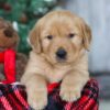 Image of Merry, a Golden Retriever puppy