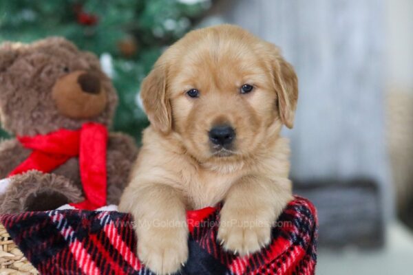 Image of Merry, a Golden Retriever puppy