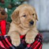 Image of Merry, a Golden Retriever puppy