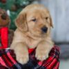 Image of Merry, a Golden Retriever puppy