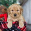 Image of Merry, a Golden Retriever puppy