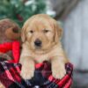 Image of Merry, a Golden Retriever puppy