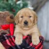 Image of Merry, a Golden Retriever puppy