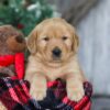 Image of Merry, a Golden Retriever puppy