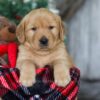 Image of Merry, a Golden Retriever puppy