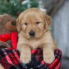 Image of Merry, a Golden Retriever puppy