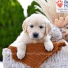 Image of Muffin, a Golden Retriever puppy