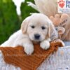 Image of Muffin, a Golden Retriever puppy