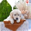 Image of Muffin, a Golden Retriever puppy