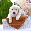 Image of Muffin, a Golden Retriever puppy