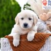 Image of Muffin, a Golden Retriever puppy