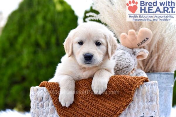 Image of Muffin, a Golden Retriever puppy