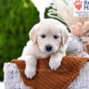 Image of Muffin, a Golden Retriever puppy