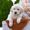 Image of Muffin, a Golden Retriever puppy