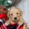 Image of Nat, a Golden Retriever puppy