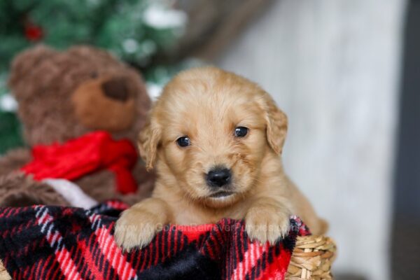 Image of Nat, a Golden Retriever puppy