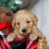 Image of Nat, a Golden Retriever puppy