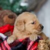 Image of Nat, a Golden Retriever puppy