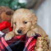 Image of Nat, a Golden Retriever puppy