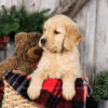 Image of Natalie, a Golden Retriever puppy