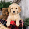 Image of Natalie, a Golden Retriever puppy