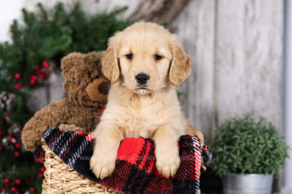 Image of Natalie, a Golden Retriever puppy