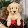 Image of Natalie, a Golden Retriever puppy