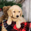 Image of Natalie, a Golden Retriever puppy