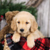 Image of Natalie, a Golden Retriever puppy