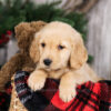 Image of Natalie, a Golden Retriever puppy