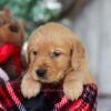 Image of Olaf, a Golden Retriever puppy