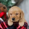 Image of Olaf, a Golden Retriever puppy