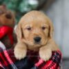 Image of Olaf, a Golden Retriever puppy